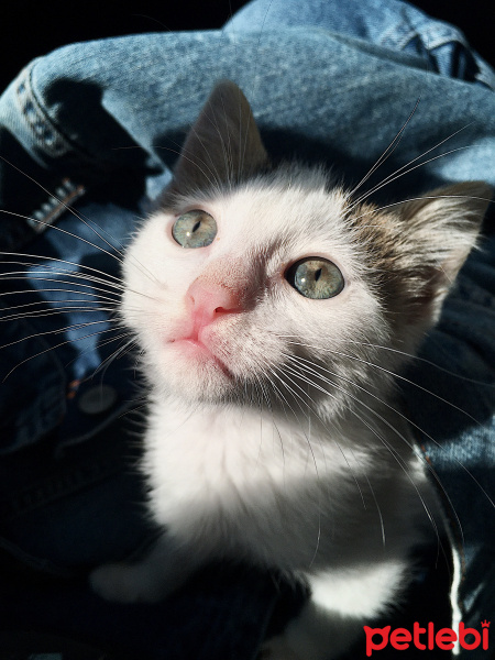 Tekir Kedi, Kedi  pati fotoğrafı