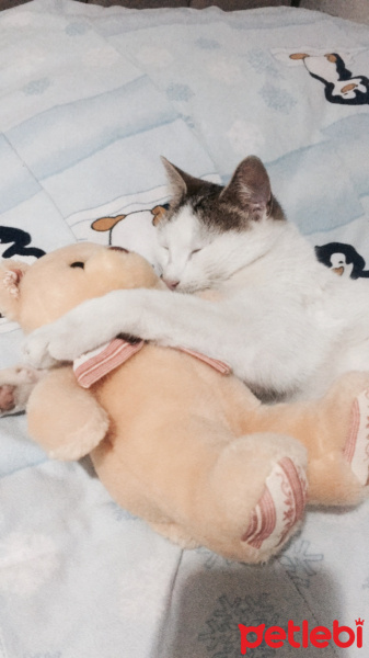 Tekir Kedi, Kedi  pati fotoğrafı