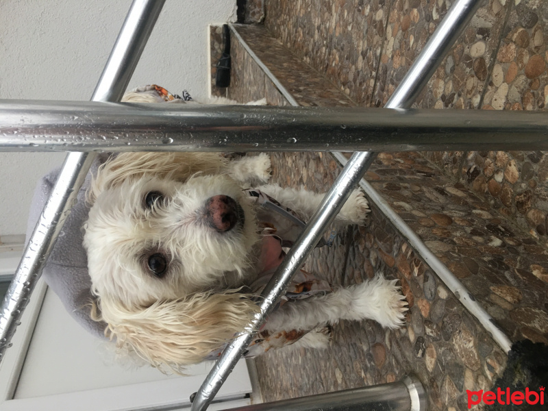 Maltese, Köpek  Luna fotoğrafı