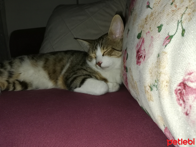 Tekir Kedi, Kedi  Boncuk fotoğrafı
