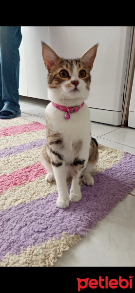 Tekir Kedi, Kedi  Boncuk fotoğrafı