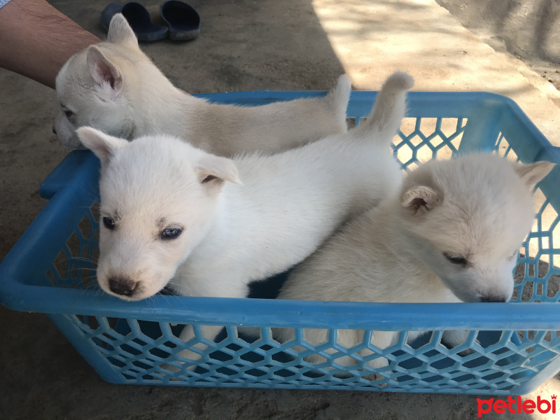 Sibirya Kurdu (Husky), Köpek  Mia fotoğrafı