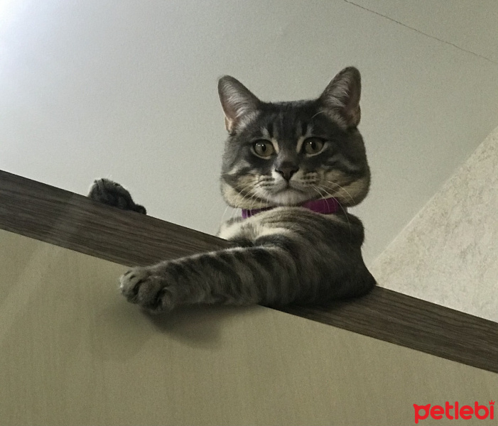 Tekir Kedi, Kedi  Smee fotoğrafı