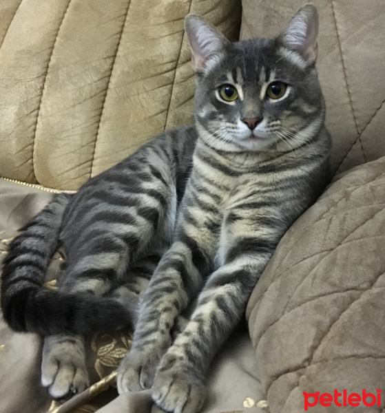 Tekir Kedi, Kedi  Smee fotoğrafı