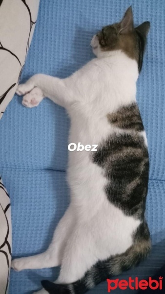 Tekir Kedi, Kedi  Sushi fotoğrafı