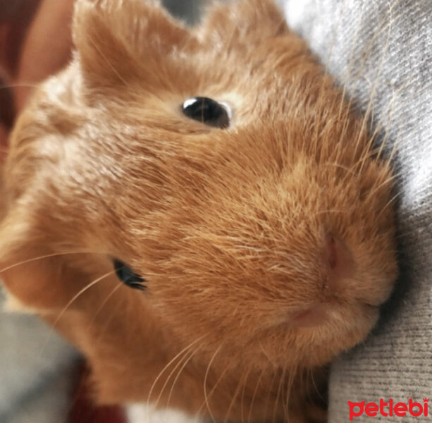 Guinea Pig, Kemirgen  Dodi fotoğrafı