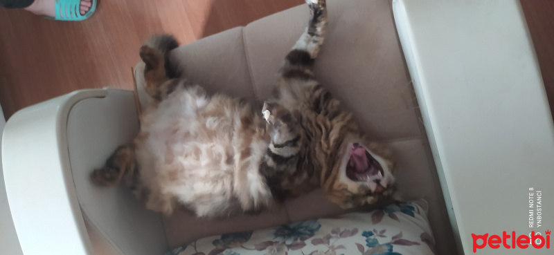 Tekir Kedi, Kedi  Yumak fotoğrafı