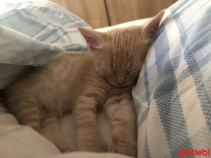 Sarman, Kedi  Şeftali fotoğrafı