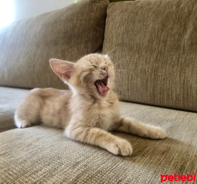 Sarman, Kedi  Şeftali fotoğrafı