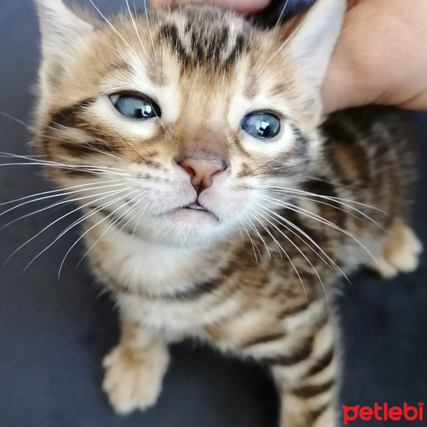 Bengal, Kedi  Tedi fotoğrafı