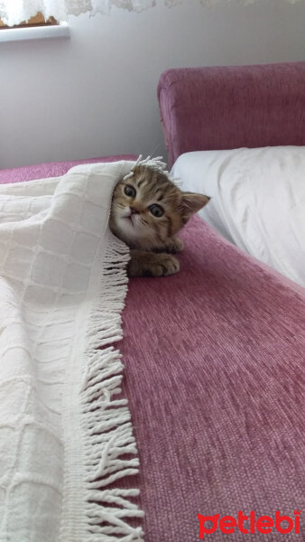 Scottish Fold, Kedi  Çorap fotoğrafı