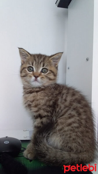 Scottish Fold, Kedi  Çorap fotoğrafı