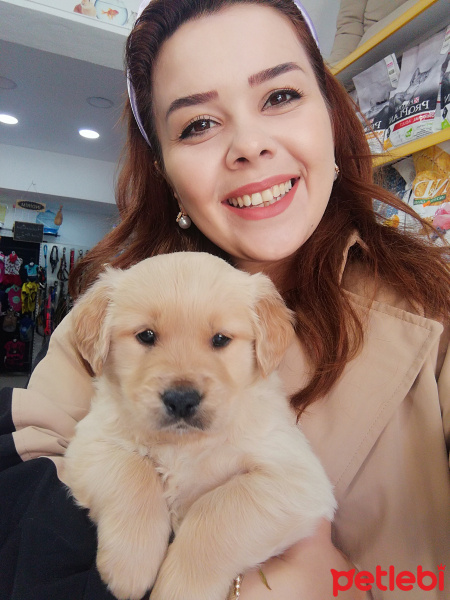 Golden Retriever, Köpek  Kaju fotoğrafı
