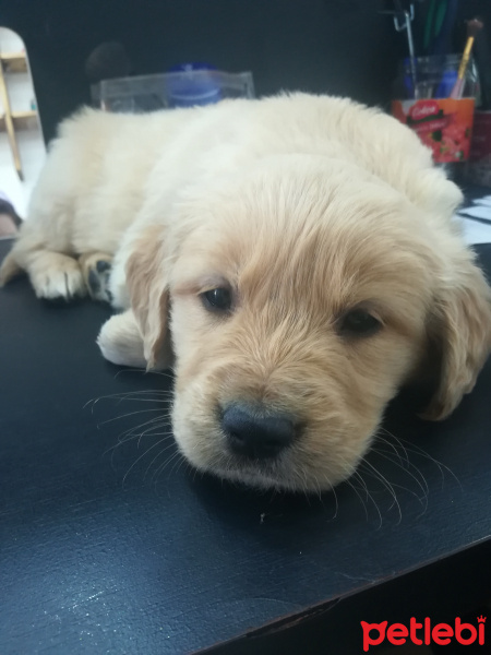 Golden Retriever, Köpek  Kaju fotoğrafı