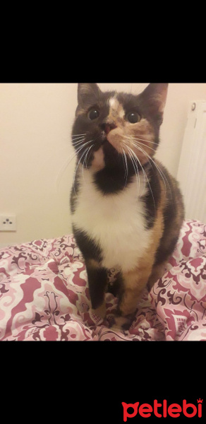Tekir Kedi, Kedi  Mırmır fotoğrafı