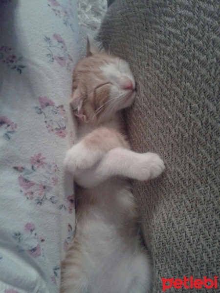 Tekir Kedi, Kedi  Şanslı  fotoğrafı