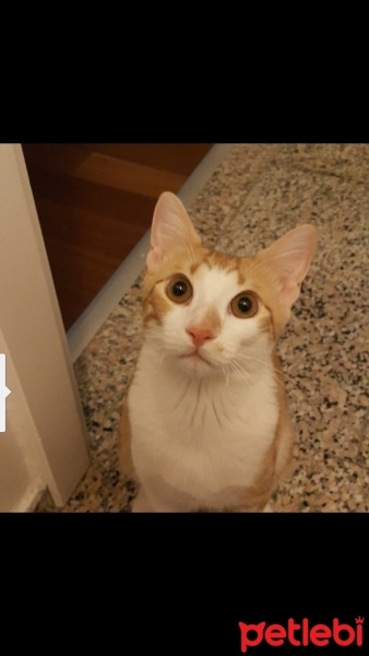 Tekir Kedi, Kedi  Şanslı  fotoğrafı