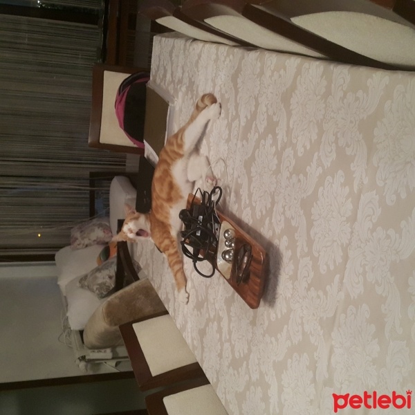 Tekir Kedi, Kedi  Şanslı  fotoğrafı