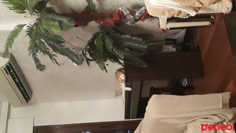 Tekir Kedi, Kedi  Şanslı  fotoğrafı