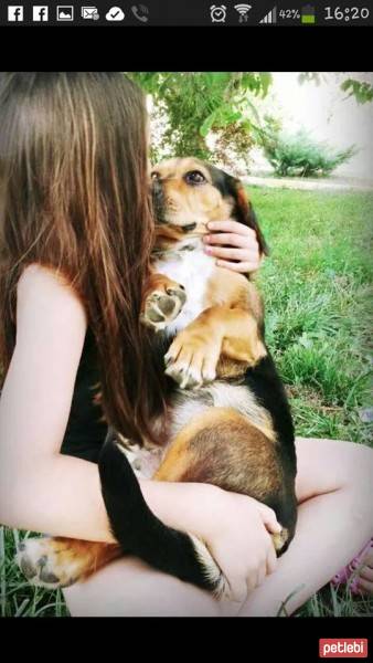 Dachshund (Sosis), Köpek  fındık fotoğrafı