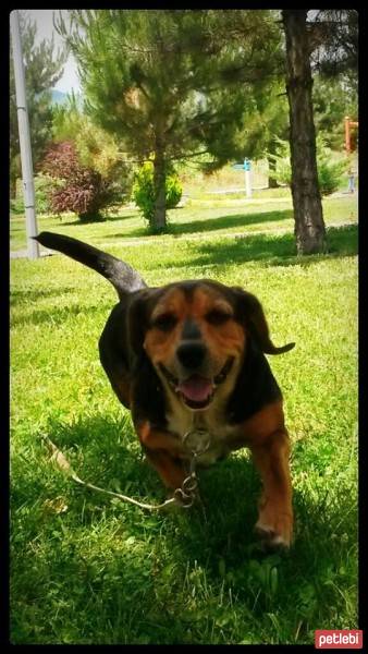 Dachshund (Sosis), Köpek  fındık fotoğrafı