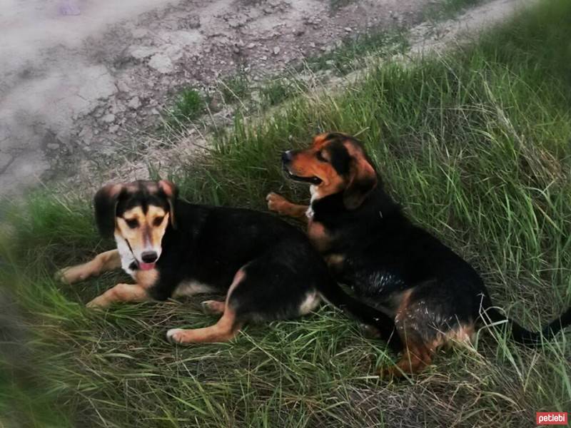 Dachshund (Sosis), Köpek  fındık fotoğrafı