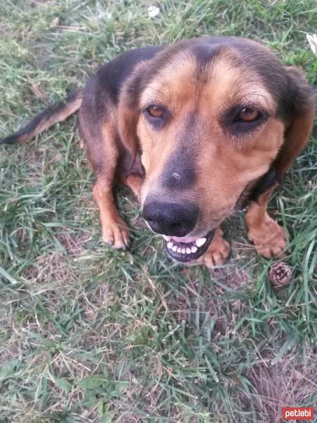 Dachshund (Sosis), Köpek  fındık fotoğrafı