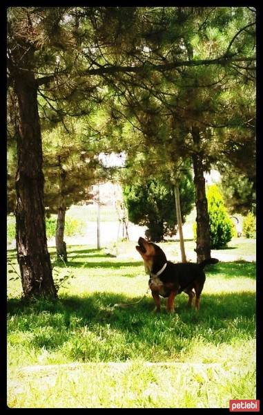 Dachshund (Sosis), Köpek  fındık fotoğrafı