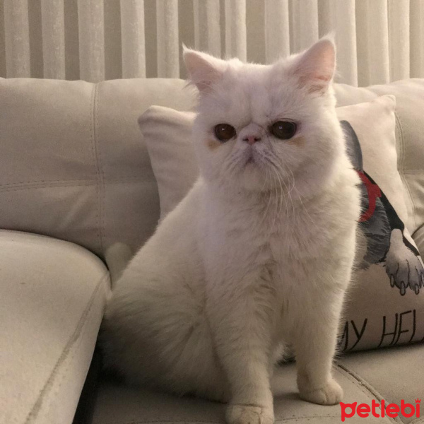 Exotic Shorthair, Kedi  Liya fotoğrafı