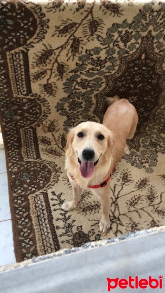 Golden Retriever, Köpek  Şila fotoğrafı
