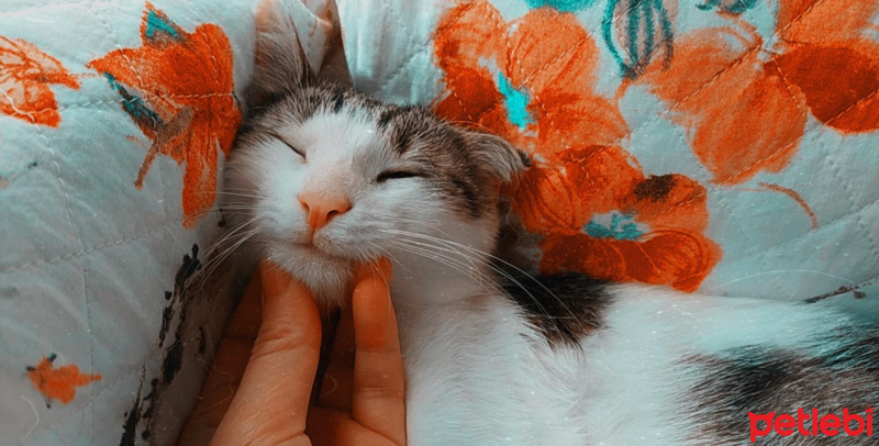 Tekir Kedi, Kedi  Can fotoğrafı