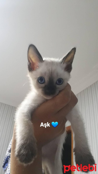 Siyam Kedisi, Kedi  Leo fotoğrafı