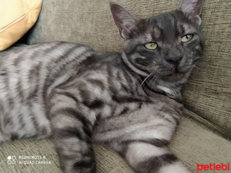 Egyptian Maular, Kedi  Nyks fotoğrafı