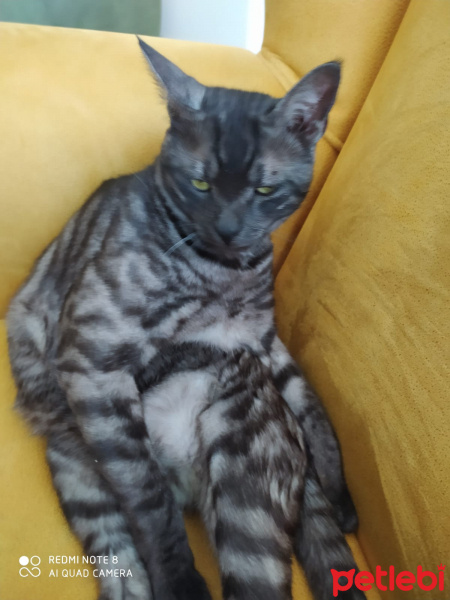 Egyptian Maular, Kedi  Nyks fotoğrafı