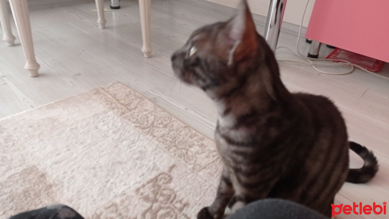 Egyptian Maular, Kedi  Nyks fotoğrafı