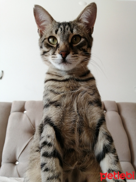 Bengal, Kedi  Bit fotoğrafı
