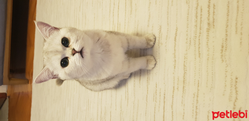 British Shorthair, Kedi  BONCUK fotoğrafı