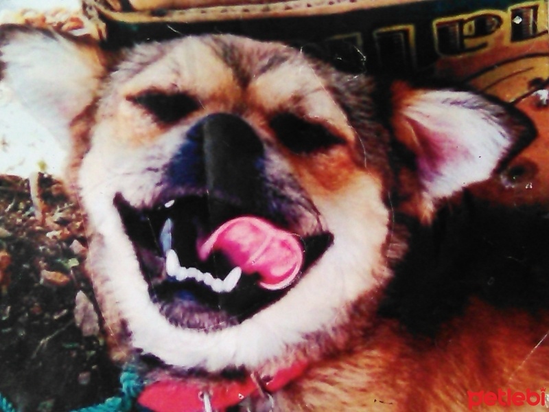 Border Terrier, Köpek  Şanslı fotoğrafı
