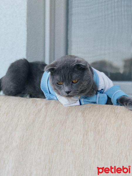 Scottish Fold, Kedi  Carlos fotoğrafı