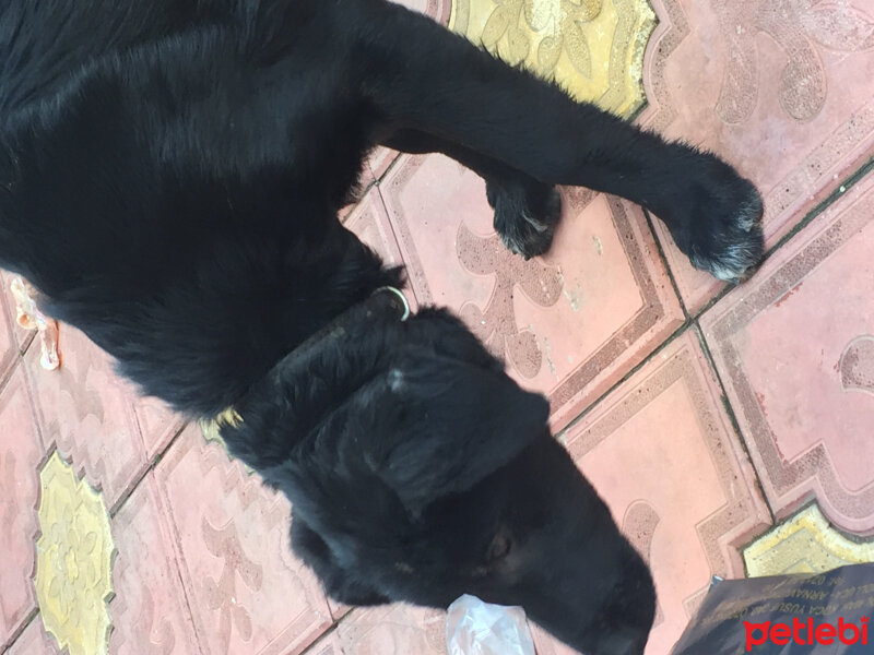 Labrador Retriever, Köpek  Rodin fotoğrafı