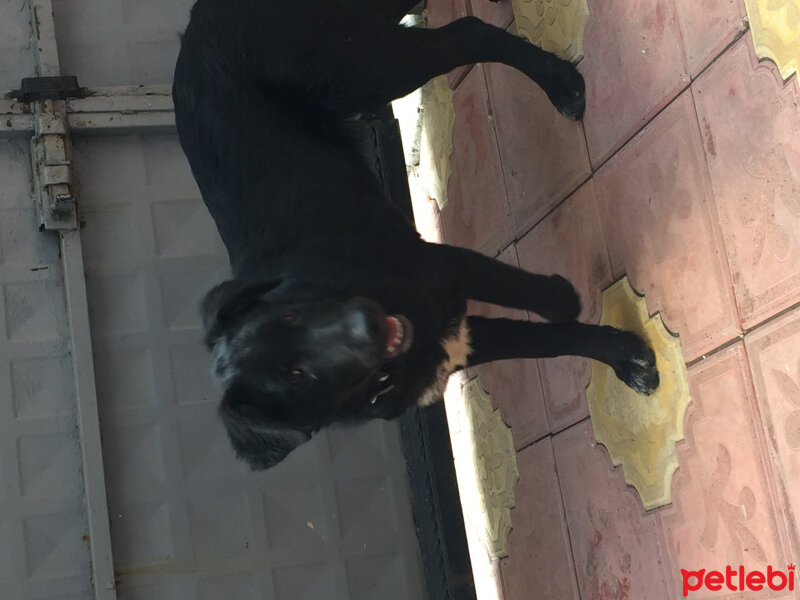 Labrador Retriever, Köpek  Rodin fotoğrafı