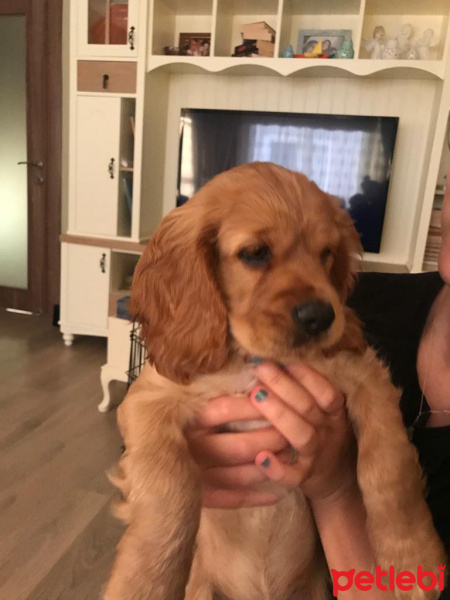 Amerikan Cocker Spaniel, Köpek  Barney fotoğrafı