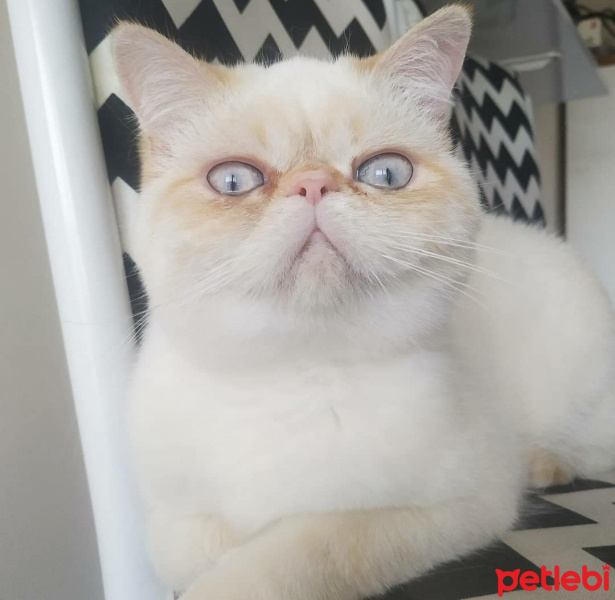 Exotic Shorthair, Kedi  Tokyo fotoğrafı