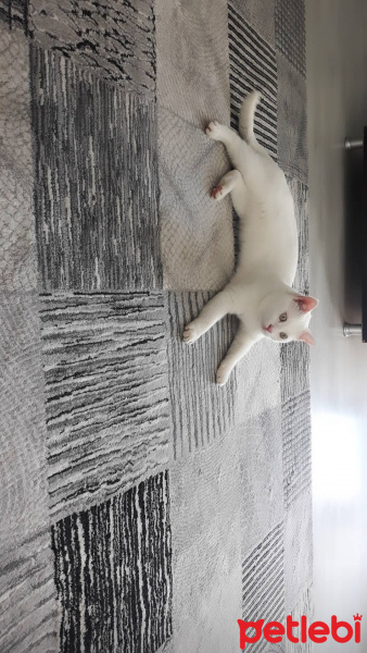 Van Kedisi, Kedi  Pamuk fotoğrafı