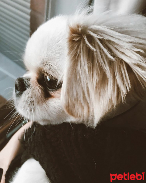 Tibetli Spaniel, Köpek  Çiko fotoğrafı