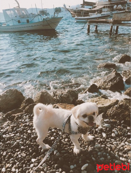 Tibetli Spaniel, Köpek  Çiko fotoğrafı
