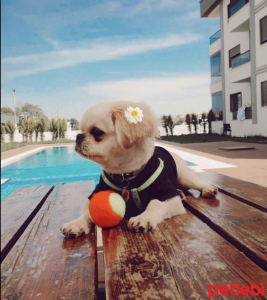 Tibetli Spaniel, Köpek  Çiko fotoğrafı