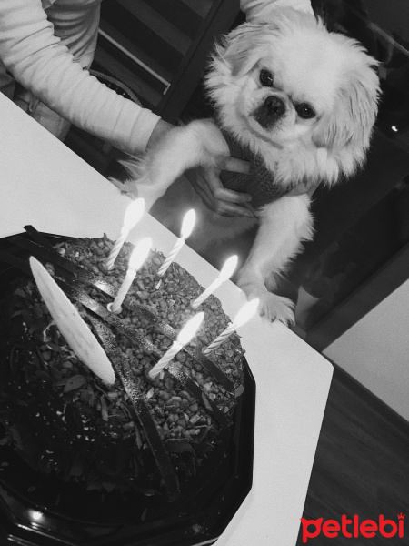 Tibetli Spaniel, Köpek  Çiko fotoğrafı