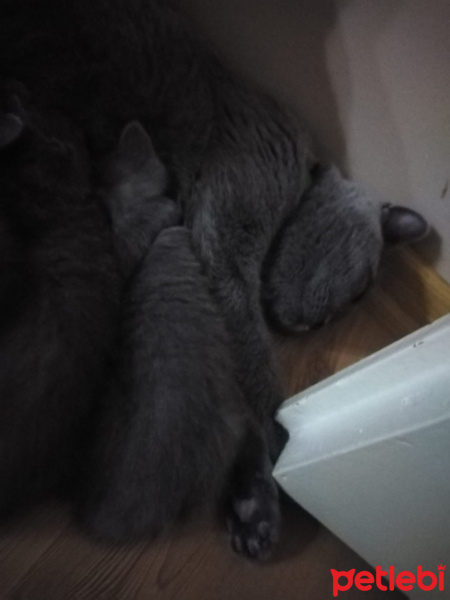 British Shorthair, Kedi  Minnoş fotoğrafı