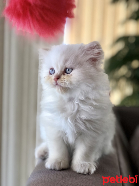 İran Kedisi (Persian), Kedi  Mars fotoğrafı